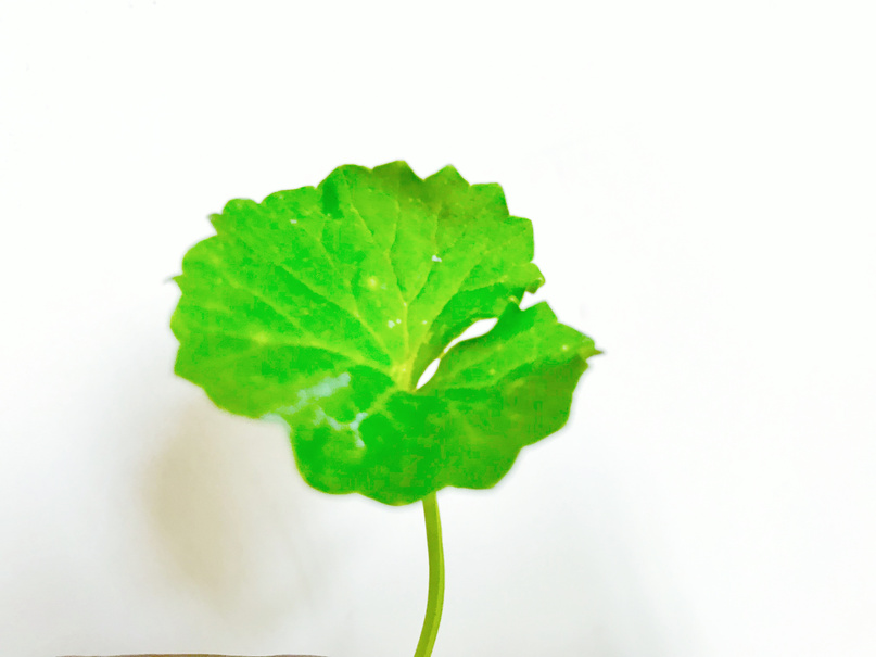 Centella Asiatica or Gotu kola leaf