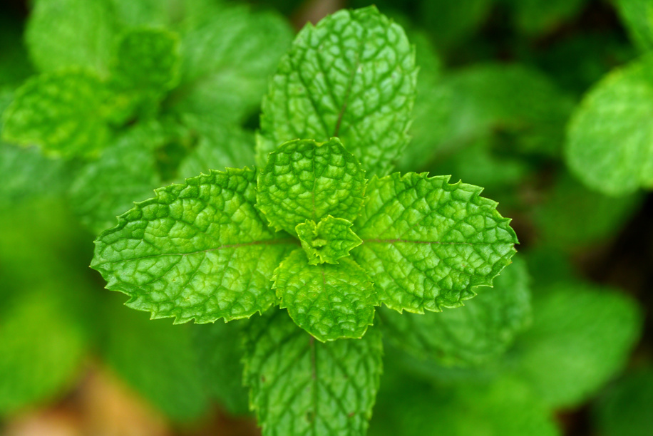 Fresh mint close up