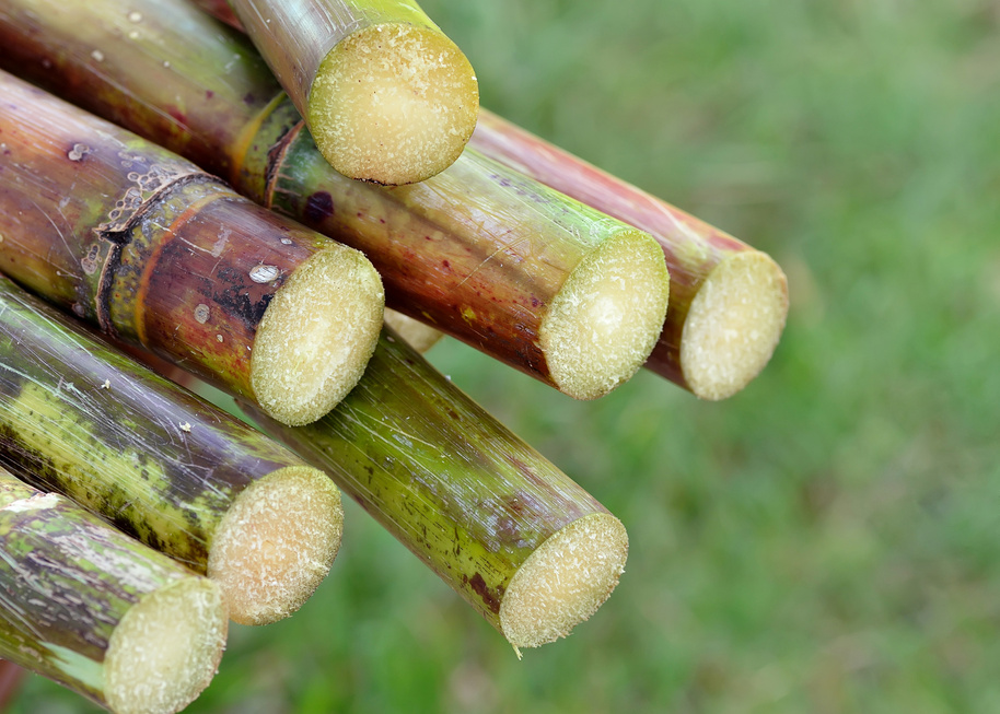 Sugar cane