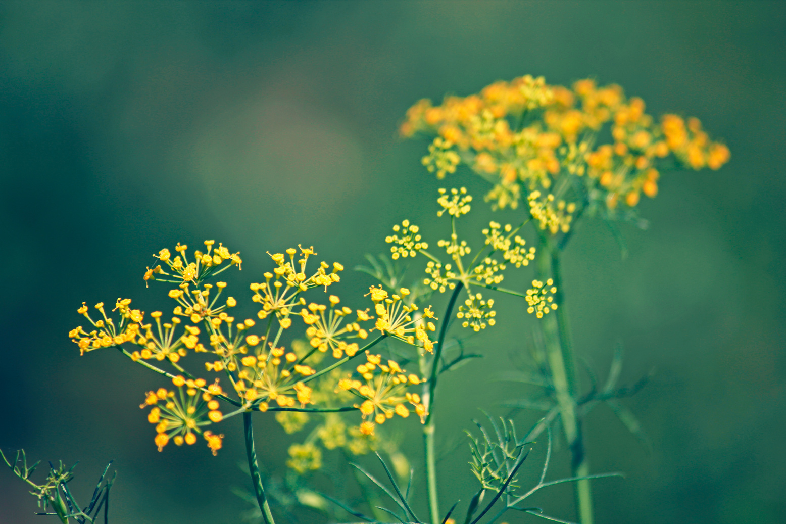 Fennel, Sweet fennel, Florence fennel, Finocchio, Foeniculum vul