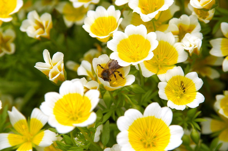 Meadowfoam or  Limnanthes Douglasii