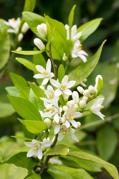 Fresh orange tree blossom, citrus fruit flower