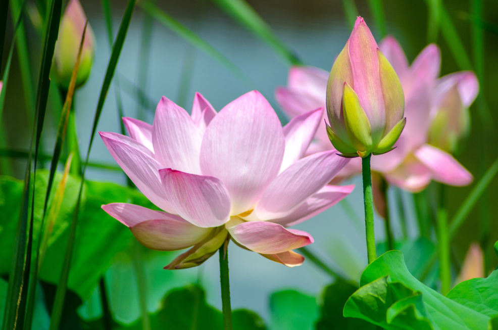 Pink Lotus Flowers