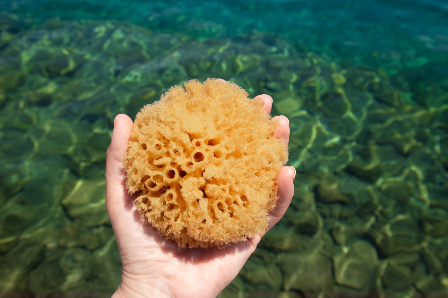 Woman hand holding and showing natural organic sea sponge bath sponge against blue sea water background.