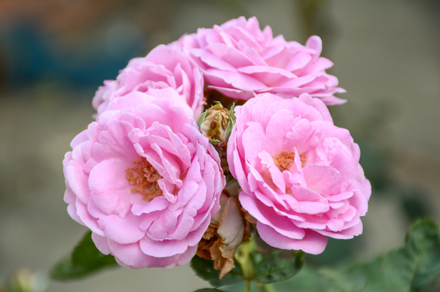 pink damask rose flower