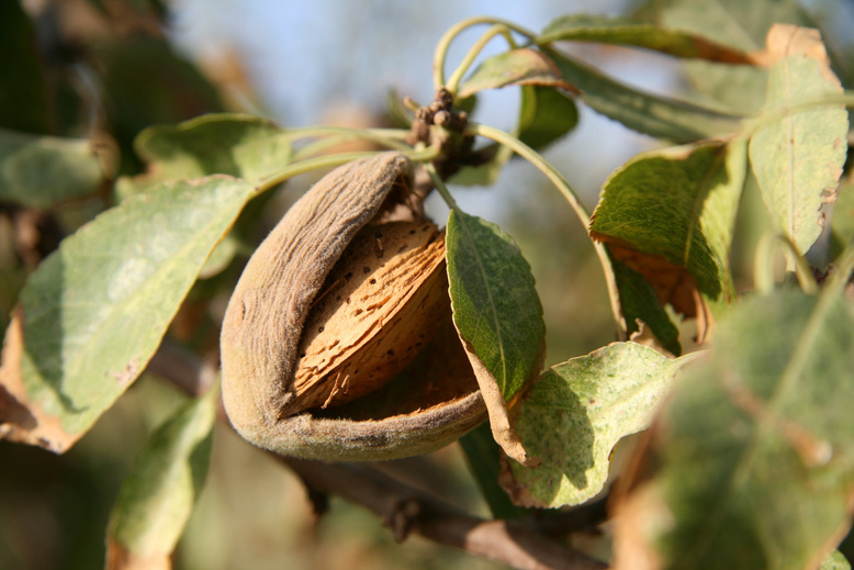 Almond Tree