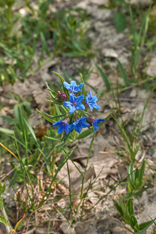 Lithospermum purpurocaeruleum