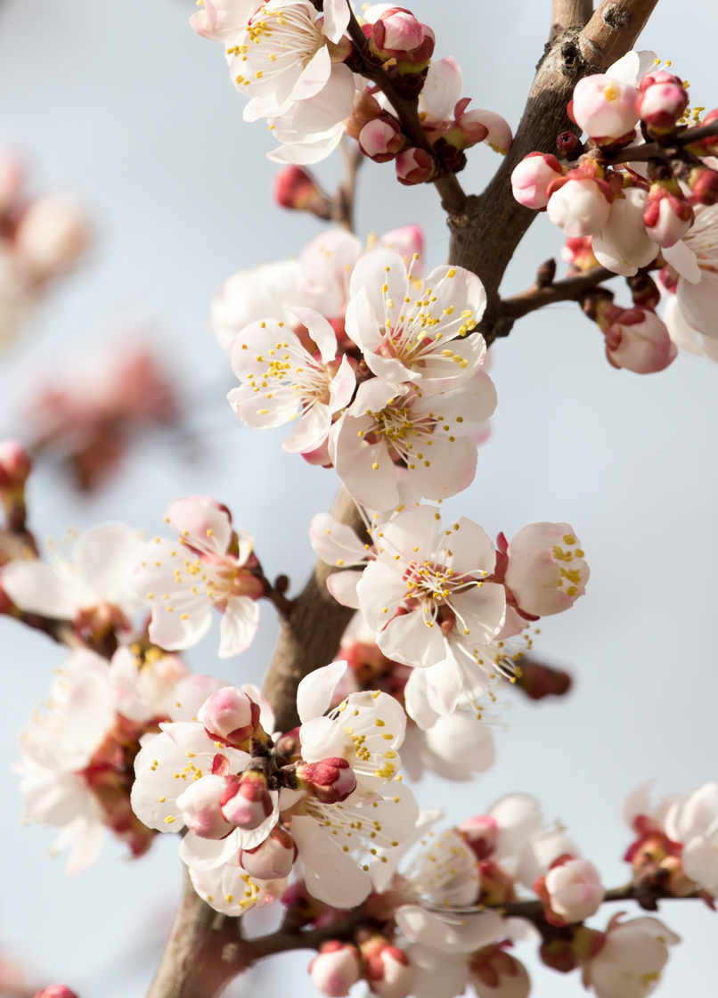 apricot flowers on a tree in nature