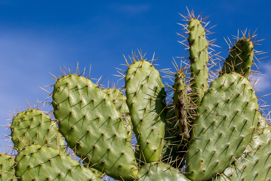 Cactus, Nopal