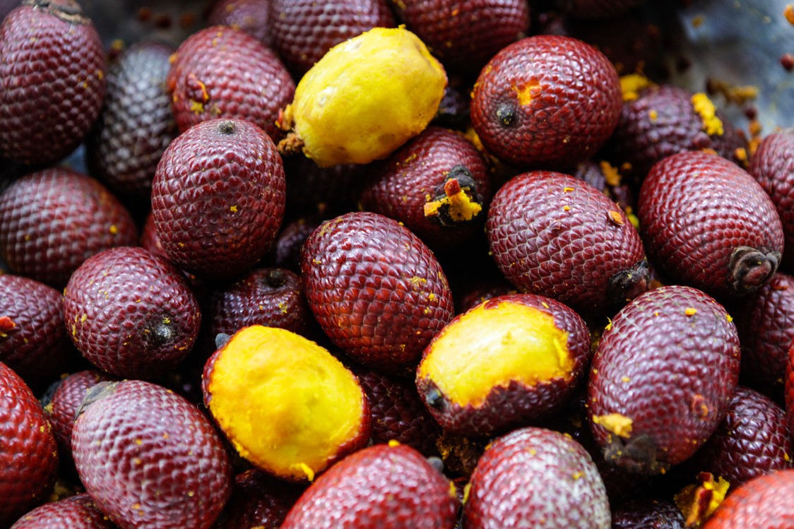 Close up of fresh 'buriti' fruit inside metal bown in Amazon rainforest.