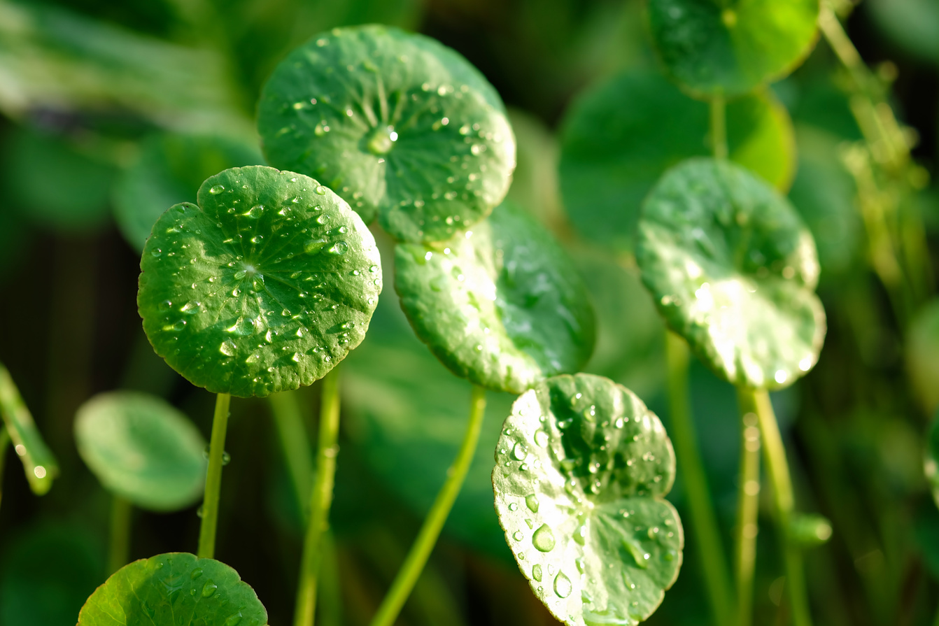 Centella asiatica morning dew