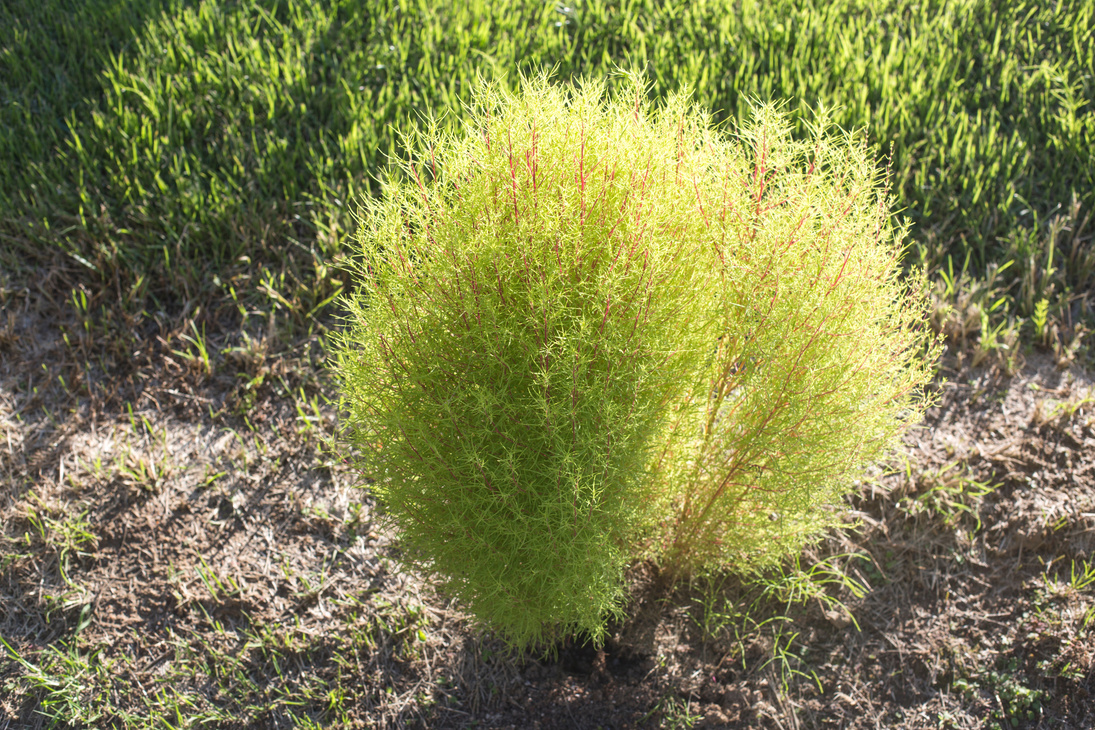 Young Green Plants Of Kochia.