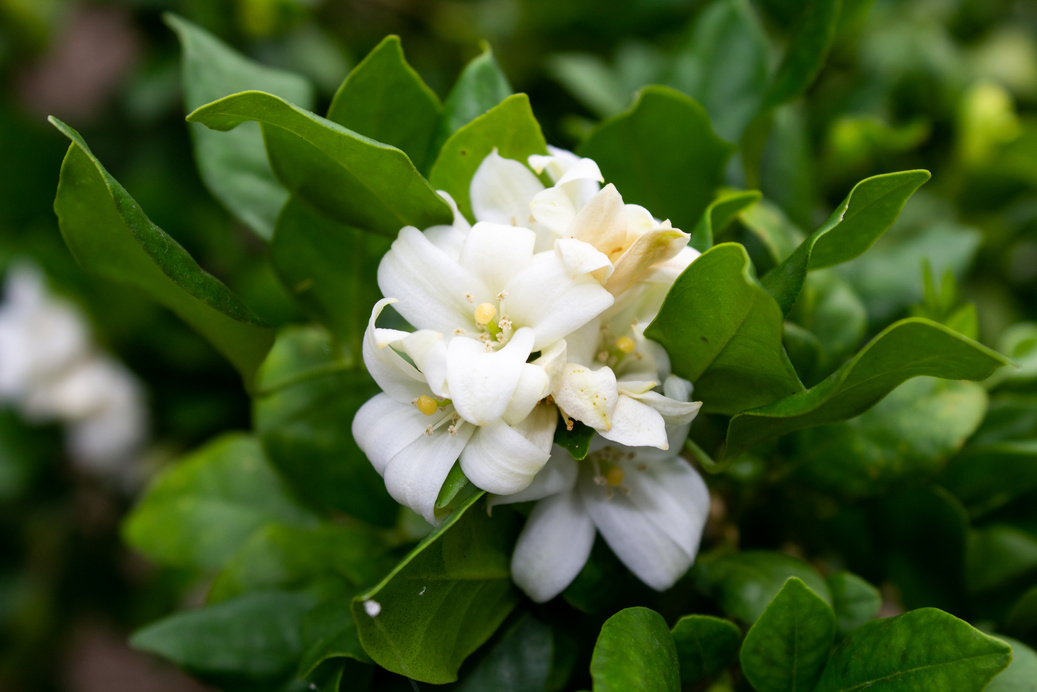 Close Up of Jasmine Flower 