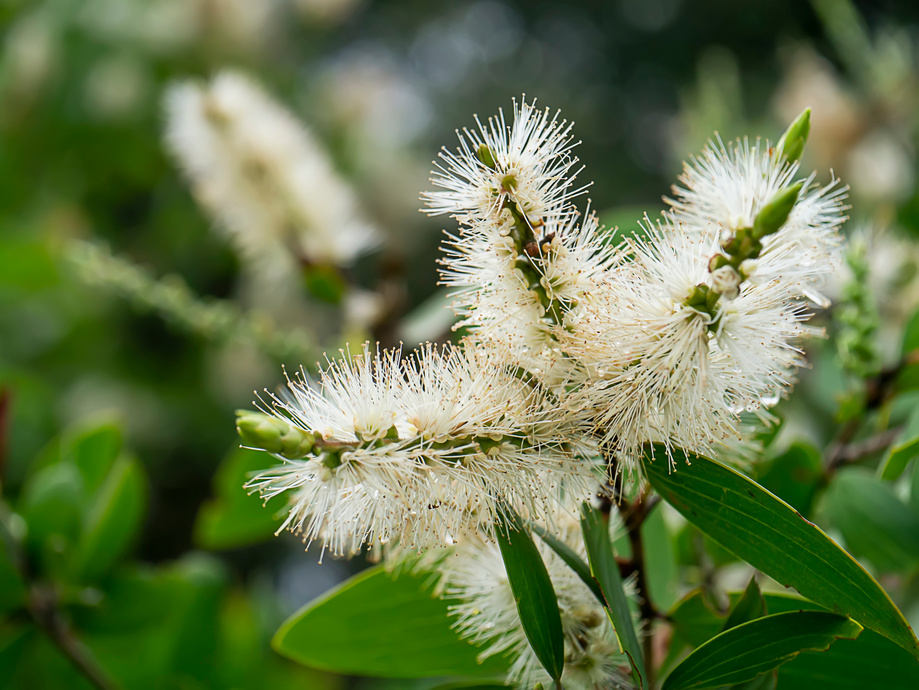 Close up of Melaleuca quinquenervia flower.