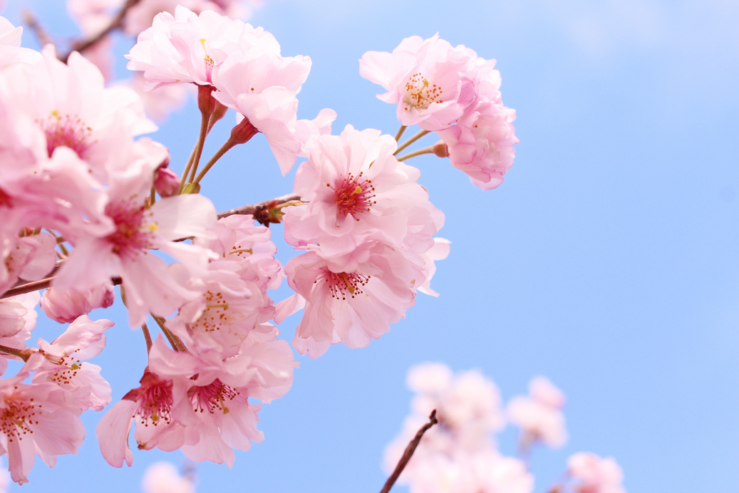 Japanese cherry blossom