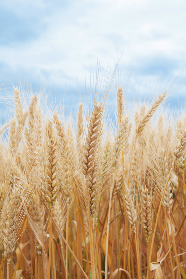 Wheat field