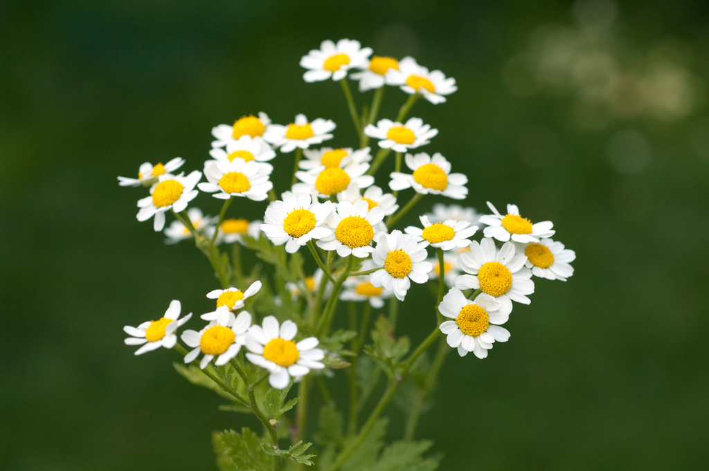 Anacyclus pyrethrum