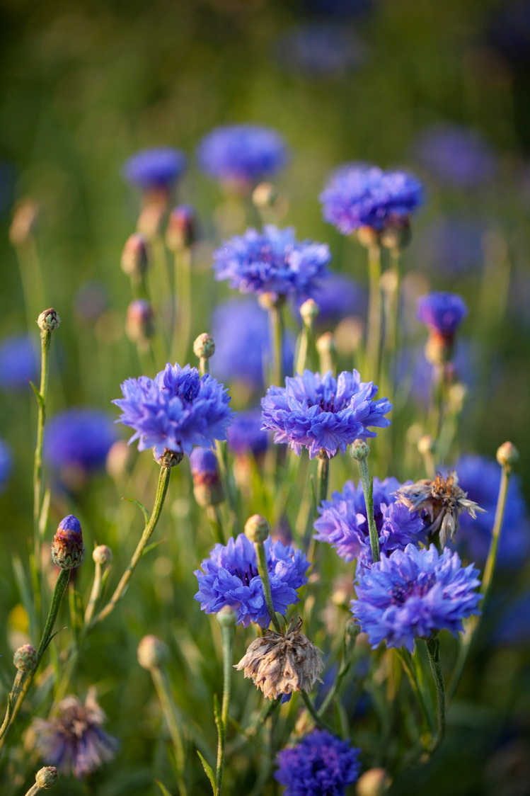 Cornflower