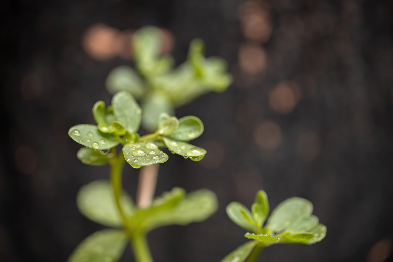 Common Purslane plant