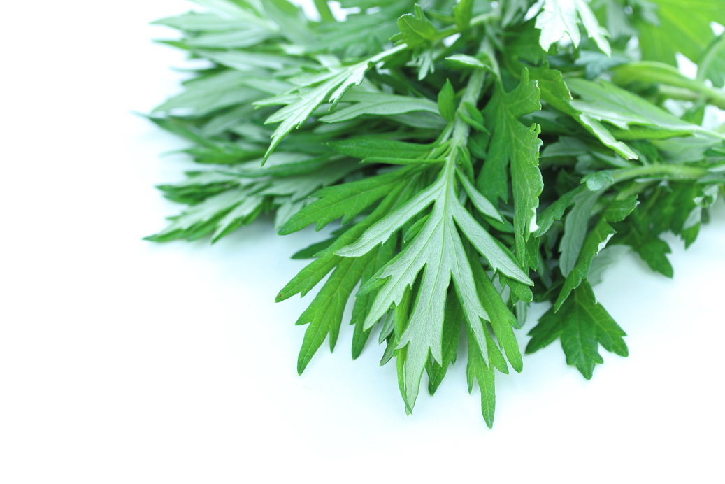 mugwort