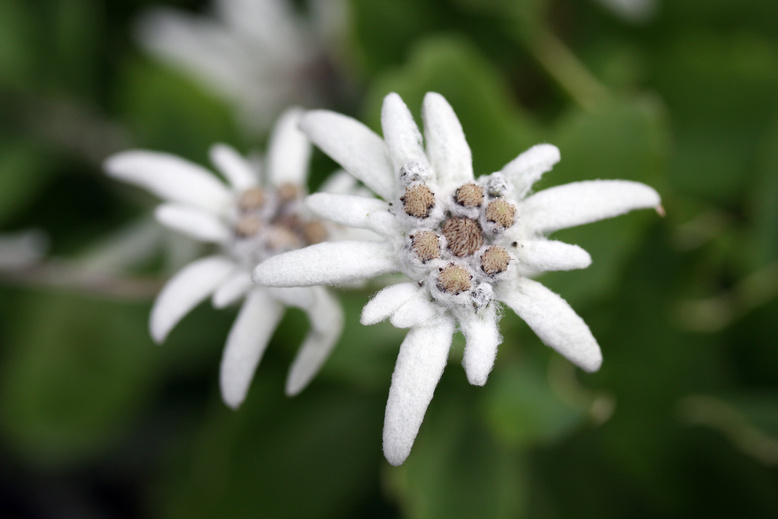 Edelweiss