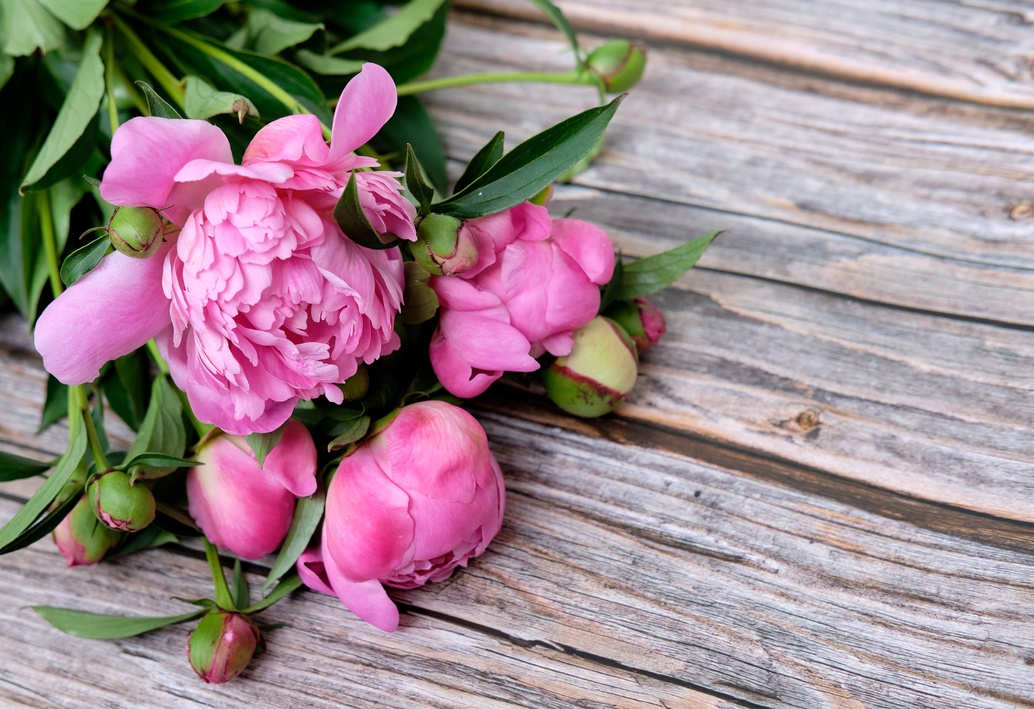 A bouquet of pink peonies flower on a dark wooden background