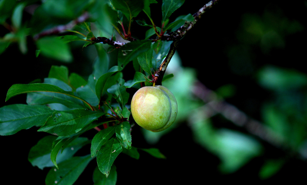 plum fruit prunus angustifolia