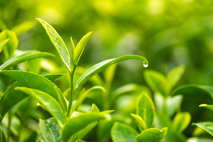 Young green tea leaves