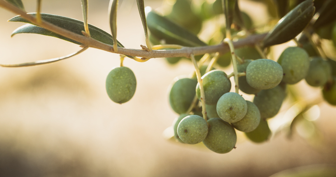 Organic Olives on a Branch, Spain