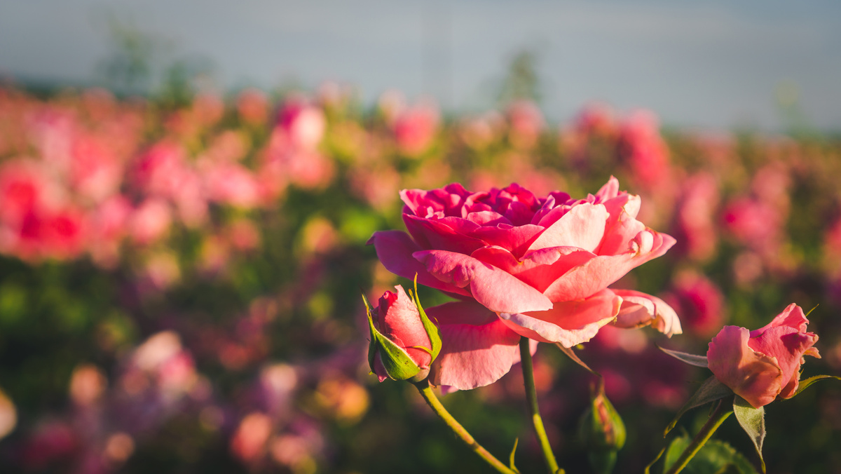 Field of roses